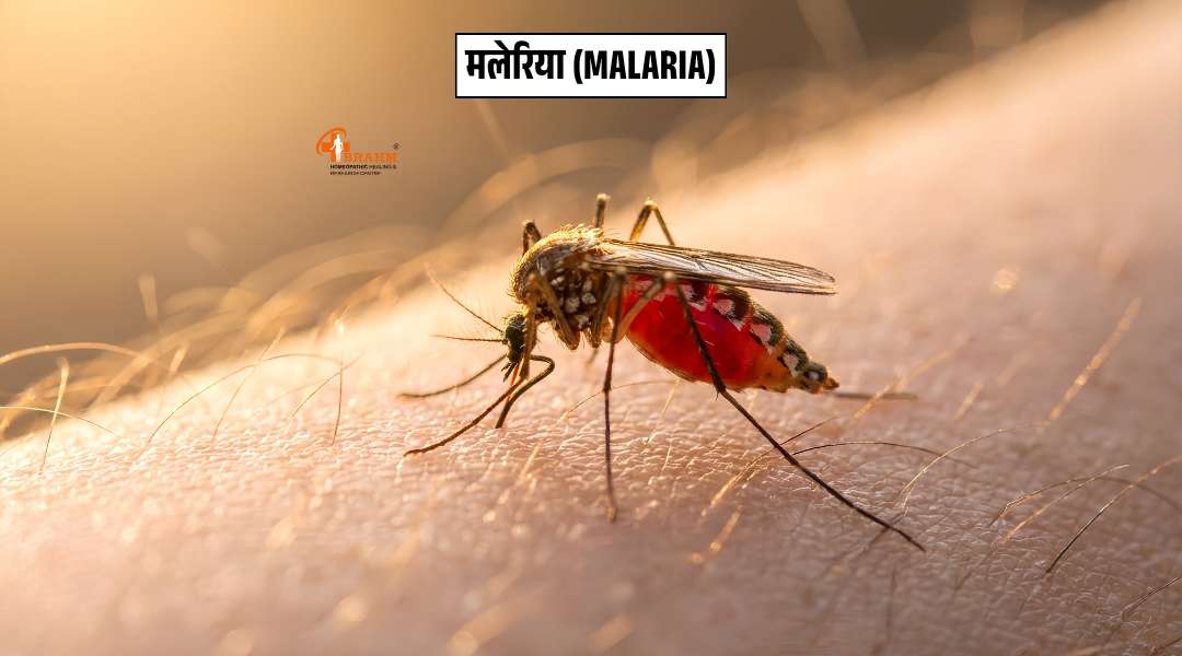 Malaria kya hai? or kis tarah se failta hai?